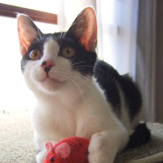 抱っこ、人間大好き！モテモテ甘えん坊癒し猫ハンサム白黒