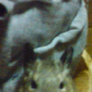 デグー（ヘテロ）里親募集