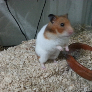 ゴールデンハムスターの里親募集