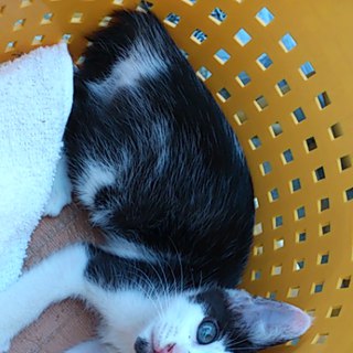 優しい里親さんが決まりました！ありがとうございます(=^..^=)ﾐｬｰ