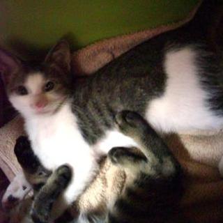 里親募集（2匹）