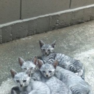 とても優しい方々に里子に行きました。ありがとうございました。