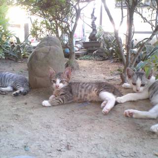 飼い主さん募集