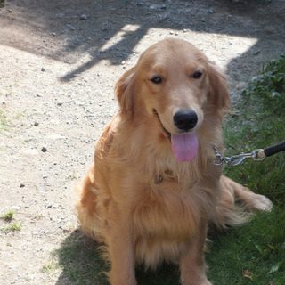 ２歳♀ゴールデンレトリーバー