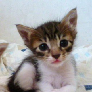 ８月９日産まれの小にゃん子chanですっ