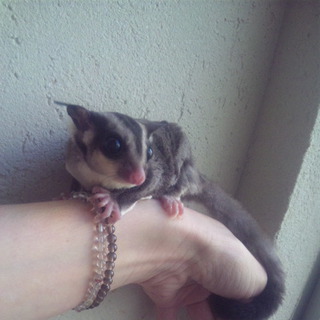 里親様が決まりました。ありがとうございました。