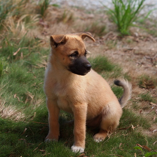 ご家族でかわいがって下さる方
