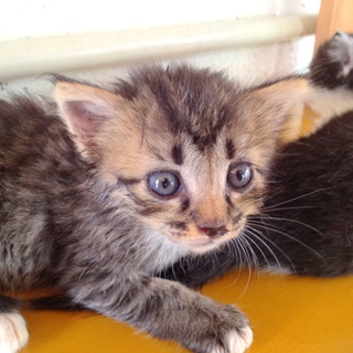 女の子　姉妹　生後1ヶ月未満