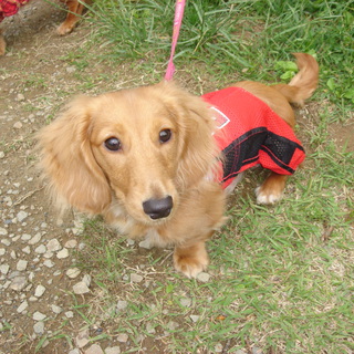 引っ越しで一緒に住めなくなりました