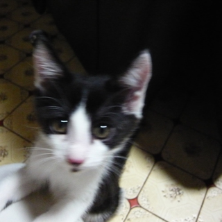 新しく投稿し直しました。子猫２匹保護（残り１匹）・茨城県南（白黒・オス）