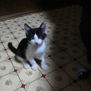 子猫２匹保護（残り１匹）・茨城県南（白黒・オス）