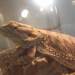 フトアゴヒゲトカゲ♂８月で1才になりました。