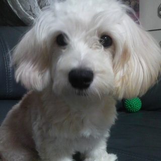 かわいがってくださる方へ