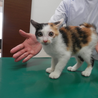 三毛猫のミケといいます（＾－＾）