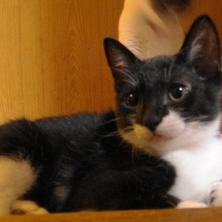 募集終了させて頂きました。ありがとうございました