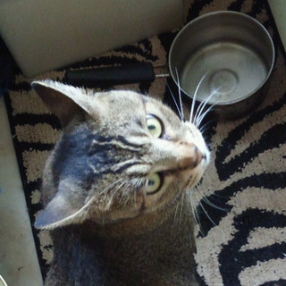 新しい家族を探しています！