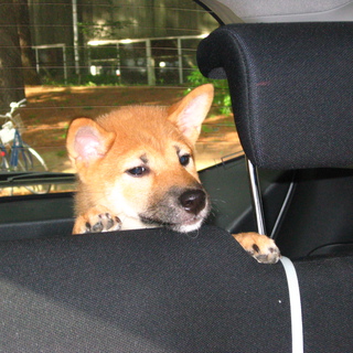 仔犬の柴犬を貰って下さい