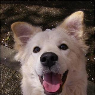 モコ（ミックス）