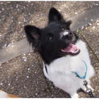 オレオ（ミックス）