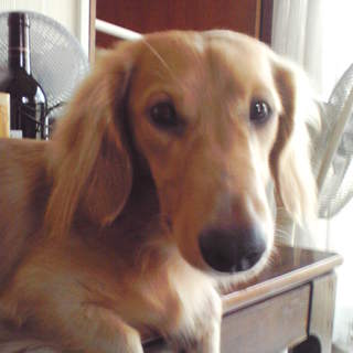 希少・大人しく若いMダックス・他犬猫◎・甘えん坊