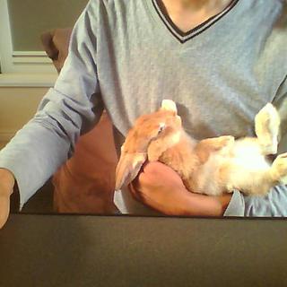 ネザーランドドワーフ