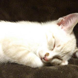 子猫の里親募集（長野県上伊那郡辰野町）