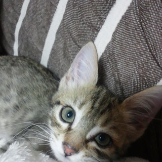 生後３ヶ月の元気な男の子です