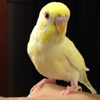 セキセイインコ ルチノー」東京都 - 鳥の里親募集(6536) :: ペットの