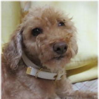 陽気でシッポぶんぶん人間大好き