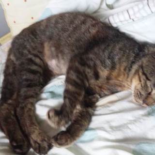 《北海道北斗市より》キジトラ♂ 三歳位 エイズキャリアです