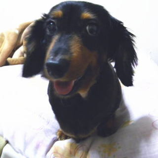 控えめで甘えん坊