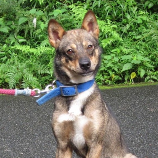 柴系ミックス♂里親さん募集！