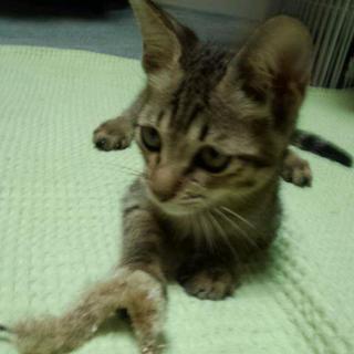 甘えんぼ子猫です！