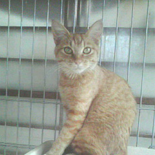 猫ちゃん　里親募集