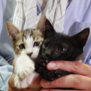 里親様が見つかりました