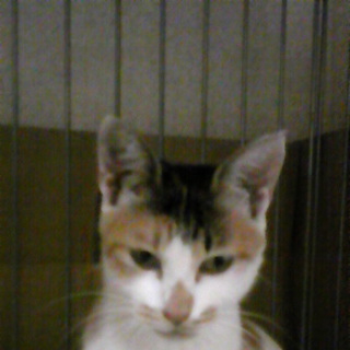 成猫の里親募集中