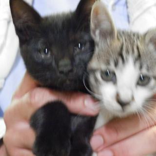 里親様が見つかりました