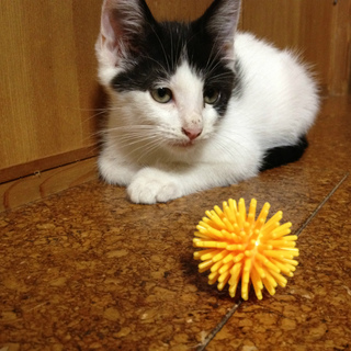 里親募集中です！