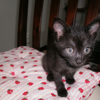 生後２ヶ月　姉妹も同時募集