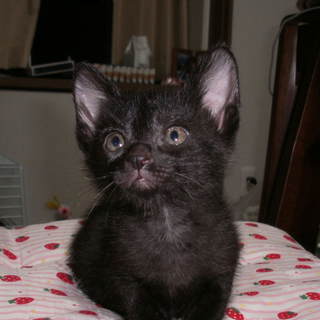 生後２ヶ月　姉妹も同時募集