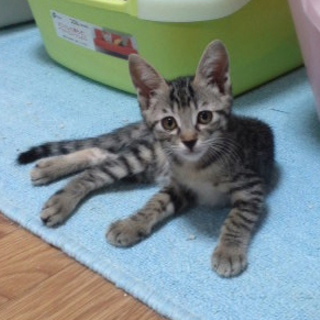 生後２ヶ月　姉妹も同時募集