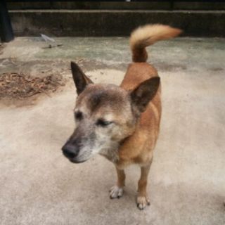 里親急募です。