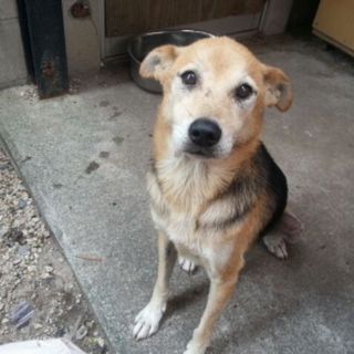 里親急募です。