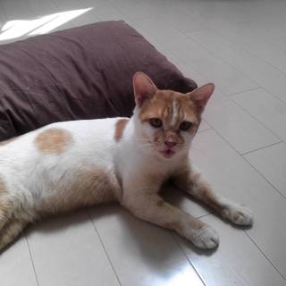 茶みけの小柄なおとな猫ちゃんです。