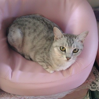 ロシアンブルーのミックス２才