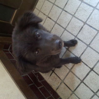 3ヶ月子犬
