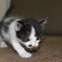 ウシ柄の子猫（オス、4週未満）