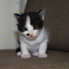 ウシ柄の子猫（オス、4週未満） サムネイル2