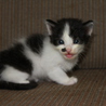 ウシ柄の子猫（オス、4週未満） サムネイル4