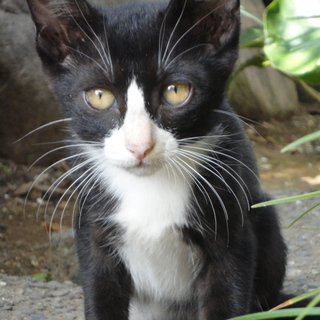 「ソックス」は、一時募集を中止しています！